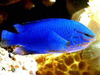 GLYPHIDODONTOPS CYANEUS